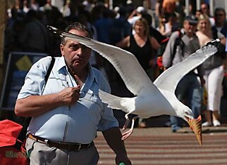 Птички - воровайки! (12 фотографий)