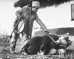 Цыгане используют медведей при ревматизме или любой другой болезни