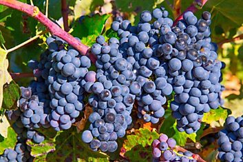 Что посадить рядом с виноградом, чтобы обильные гроздья тяжело свисали