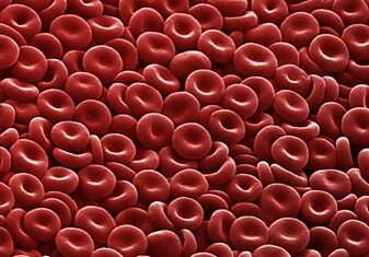Кровяная химера — это человек, обладающий двумя разными группами крови