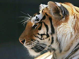 Фотографии тигров