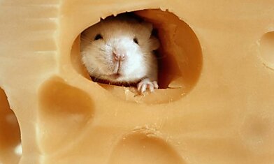 Швейцарские учёные опровергли теорию о причине появления дырок в сыре
