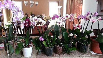 Мощный витаминный комплекс для орхидей! Через 10 дней дружно появились цветоносы у пяти фаленопсисов…