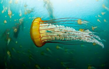 Медузы - существа с другой планеты (31 фотография)