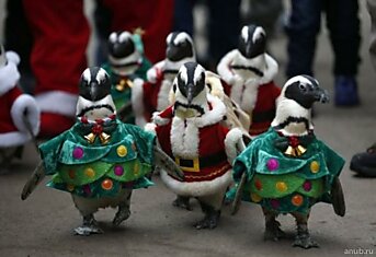 Корейцы к Рождеству наряжают пингвинов