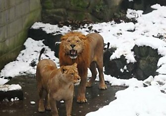 Китайская молодежь развлекается зимой в зоопарке