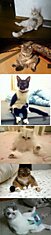 Cats Sitting Like Humans