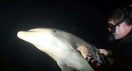 Дельфин попросил дайвера о помощи (3 фото + видео)