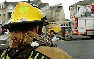 Коты были спасены во время пожаров и других ситуаций