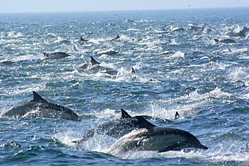 Более 100 тысяч дельфинов