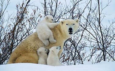 Полярные медведи выходят из берлог после зимовки