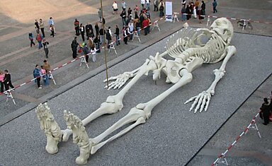 28-метровый человеческий скелет(скульптура)