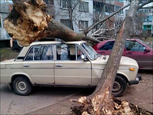 Последствия шторма в Псковской области