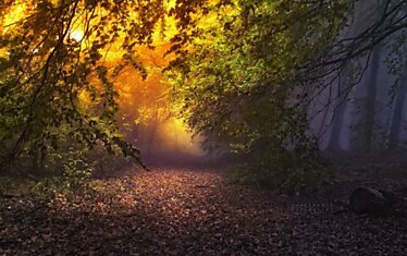 Загадочный лес  Janek Sedlar