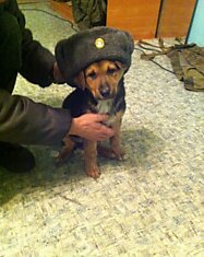 RUSSIAN AЯMY DOG