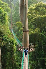 Прогулка по висячим мостам в джунглях острова Борнео, Филлипины. Борнео славится своими древними тропическими лесами