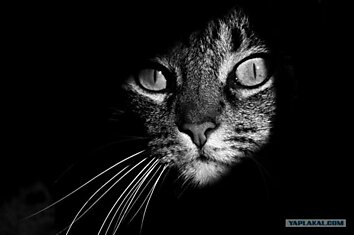 Черно-белая кошачья жизнь