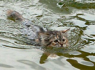 Кто сказал что коты не любят воду (16 фотографий)