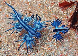 Шедевр природы—синий моллюск