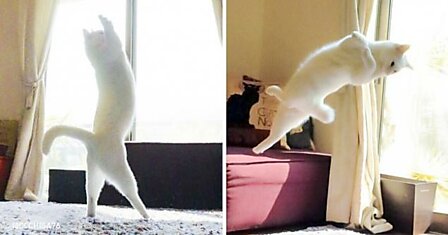 Эта кошка танцует как балерина, пока ее никто не видит