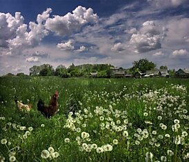 Деревенские мотивы