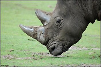 О носорогах с любовью и интересом