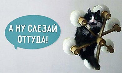 16 фраз, которые мы говорим своему коту