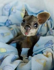 Детеныш кенгуру
