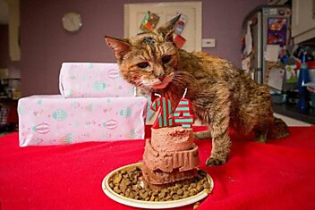 В  Борнмуте  кошке исполнилось 24года (это 114 человеческих лет)