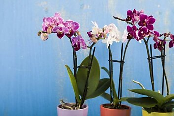 Как пересадить орхидею во время цветения
