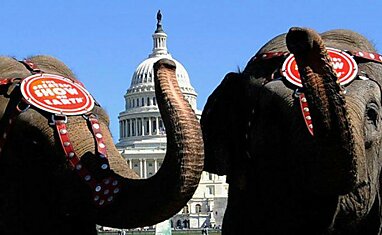 Слоны гуляют перед «Белым Домом»