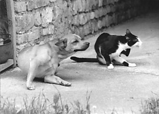 Кот и пес: история взаимоотношений