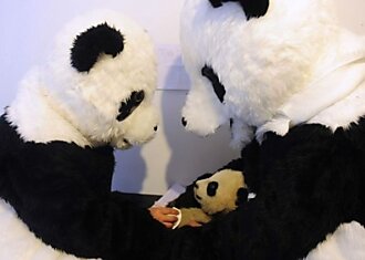 Жизнь детеныша панды