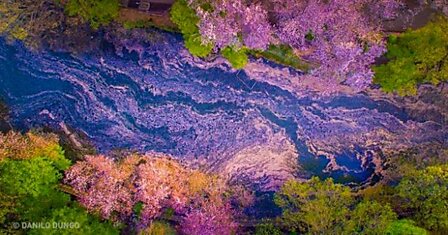 Раз в году это японское озеро превращается в волшебное место для незабываемого свидания