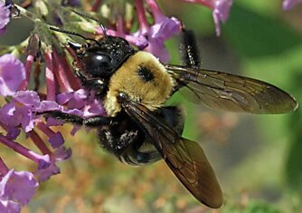 Влияние пчел-опылителей на урожайность