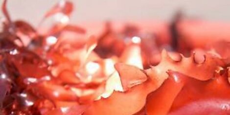 Американские исследователи вывели вид водорослей со вкусом бекона