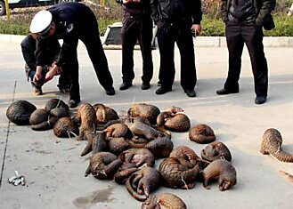 Китайская полиция спасла от браконьеров 39 редких панголинов
