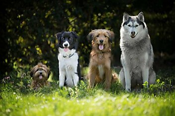 Самые любвеобильные и добрые породы собак для дома