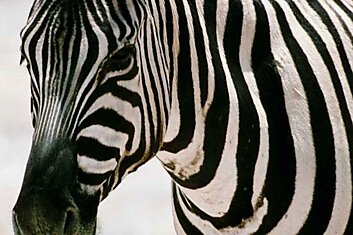Зебры — чёрные с белыми полосками