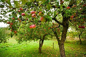 Чем обработать фруктовые деревья под конец лета