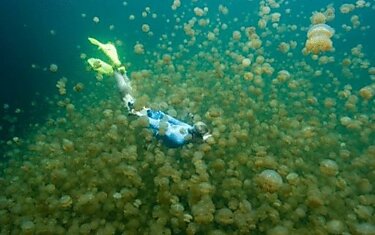 Медузное озеро объявили Подводным чудом Света