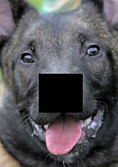 Собака с двумя носами (10 фотографий)