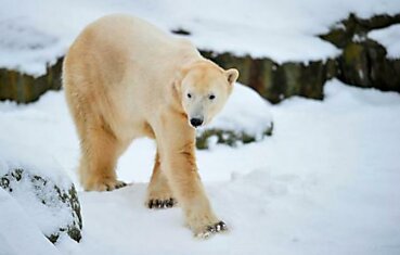 Взрослый медвеженок Кнут (7 фотографий)