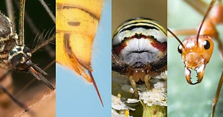 Как узнать насекомое по укусу