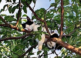 Кошки могут спать где угодно (19 фотографий)