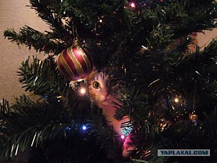 Как уберечь в новогодние праздники елку от котов?