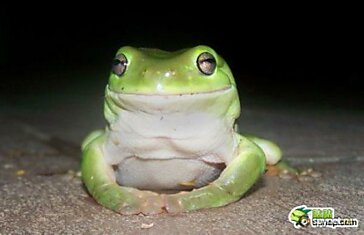Аццкая жабка (8 фото)