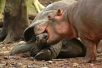 Осиротевшей гиппопотам по имени Оуэн и 130 летняя черепаха Олдэбрэном в Момбаса Халлер Парк в Кении.