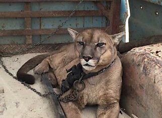 Знакомьтесь — Это Пума Муфаса, Который Прожил 9 Лет На Цепи В Багажнике