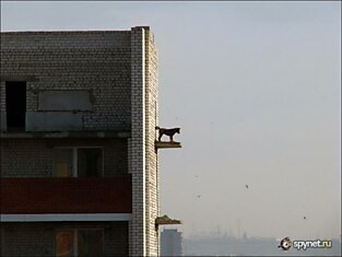 Собака на стройке (3 фото)